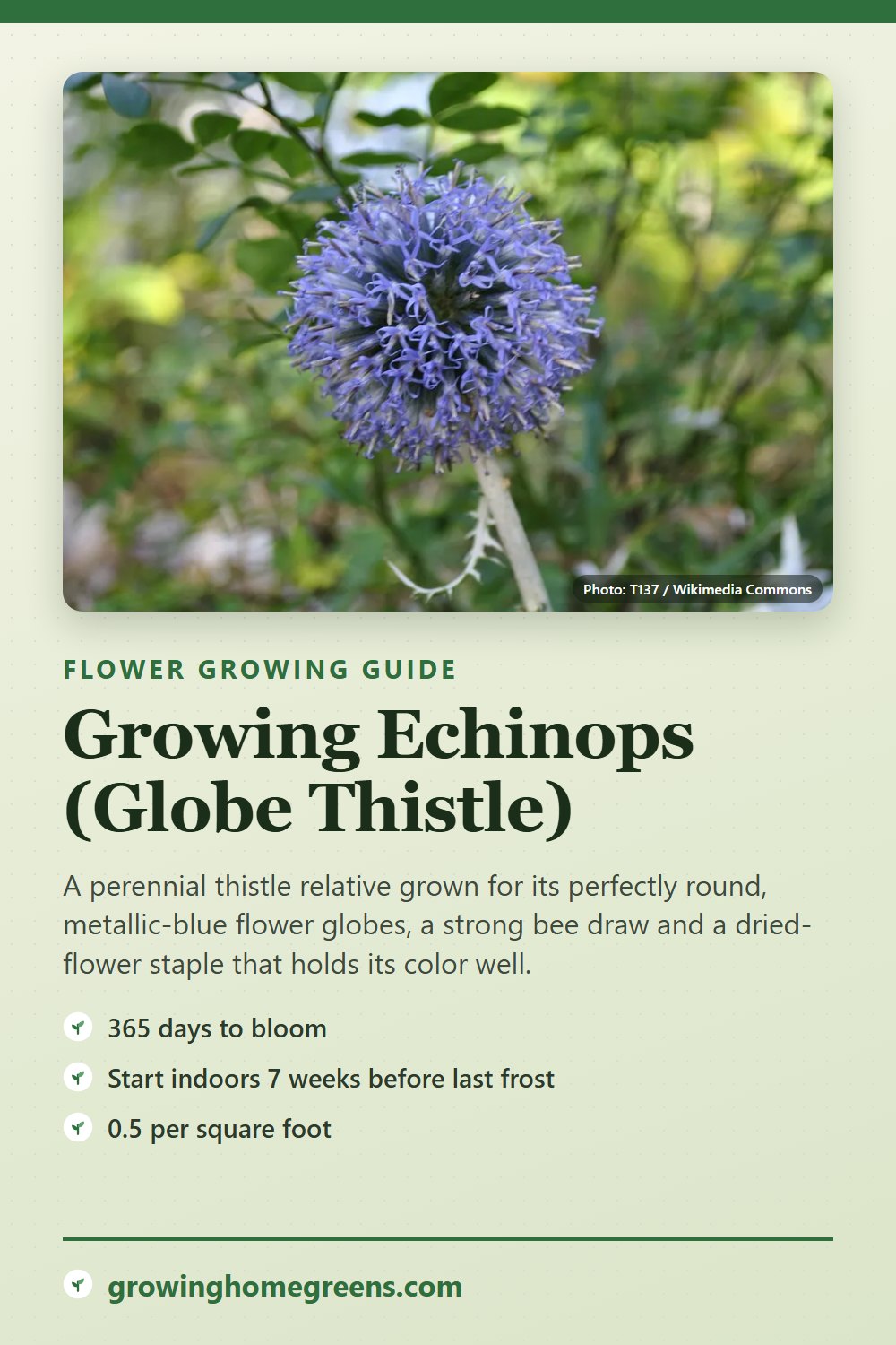 Echinops (Globe Thistle): growing guide