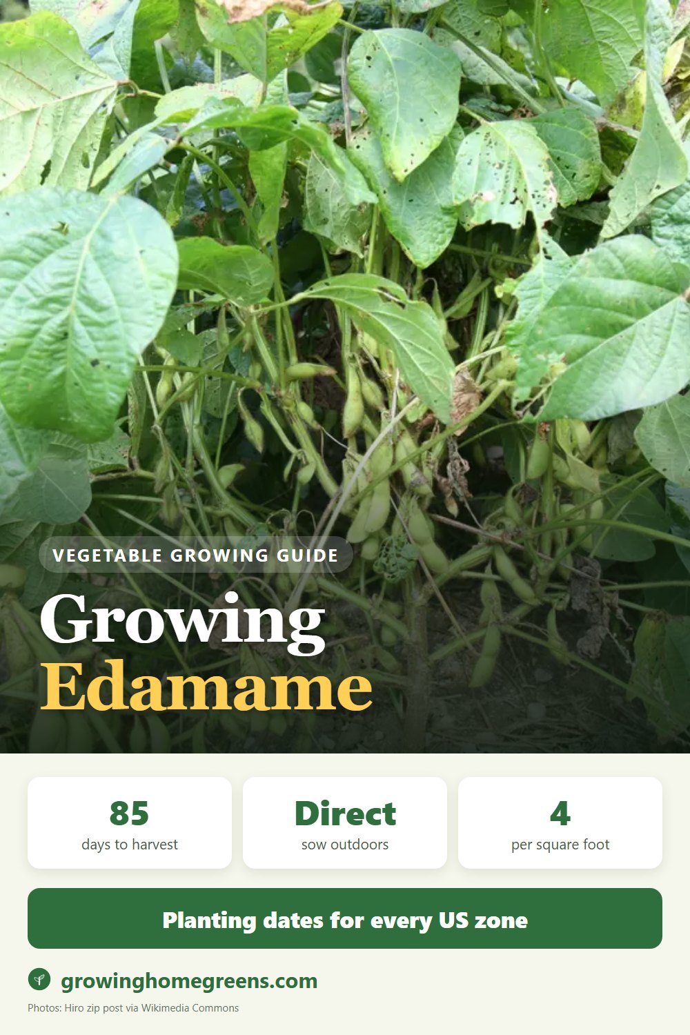 Growing Edamame (Soybean) in USDA zone 10b