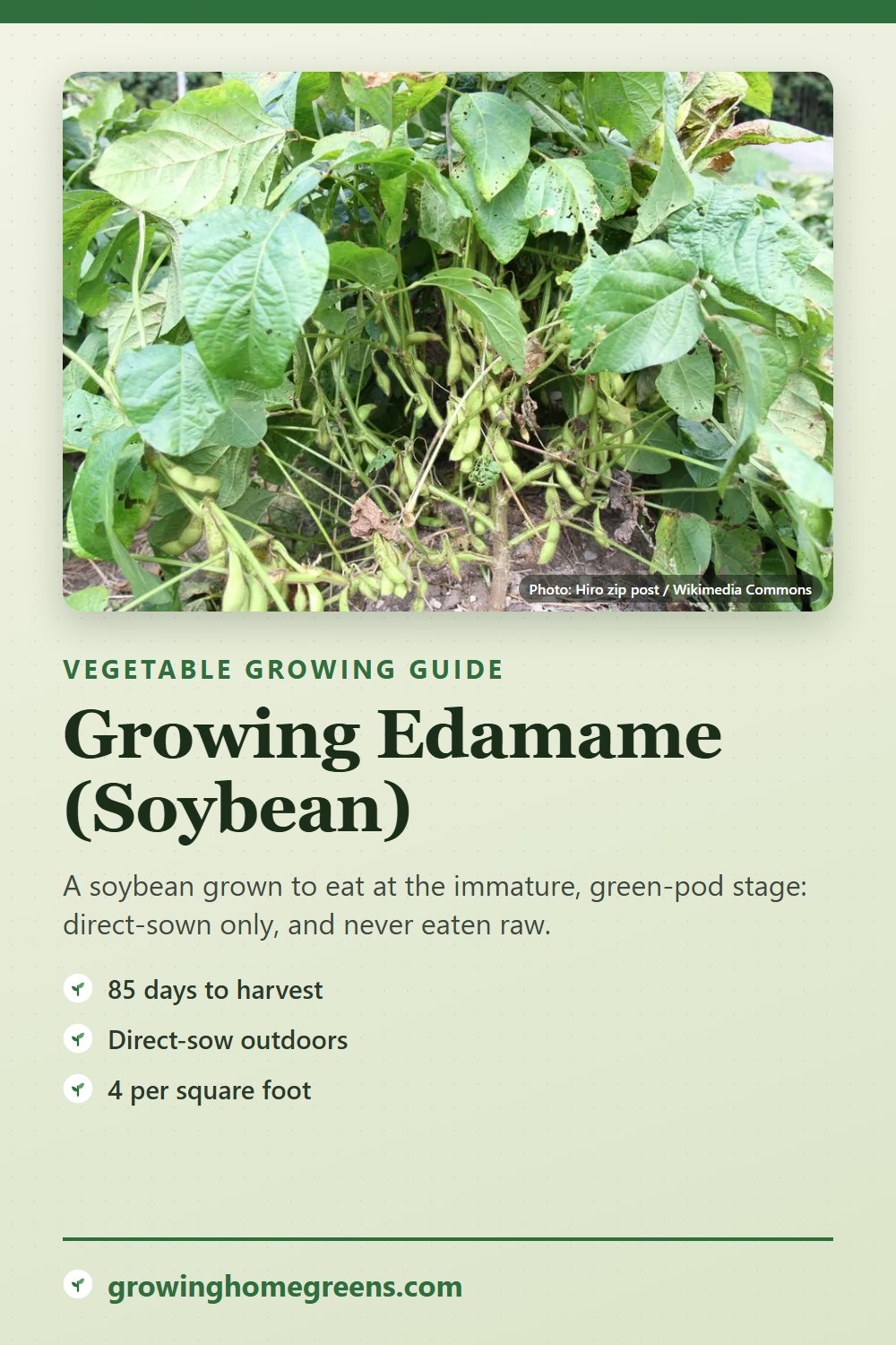 Edamame (Soybean): growing guide
