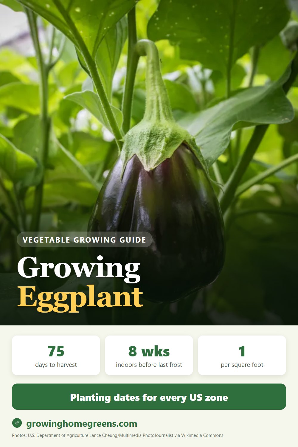 Eggplant: growing guide