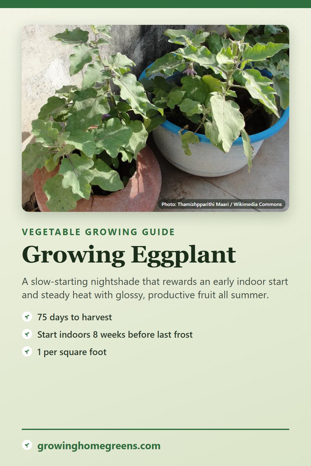 Eggplant: growing guide