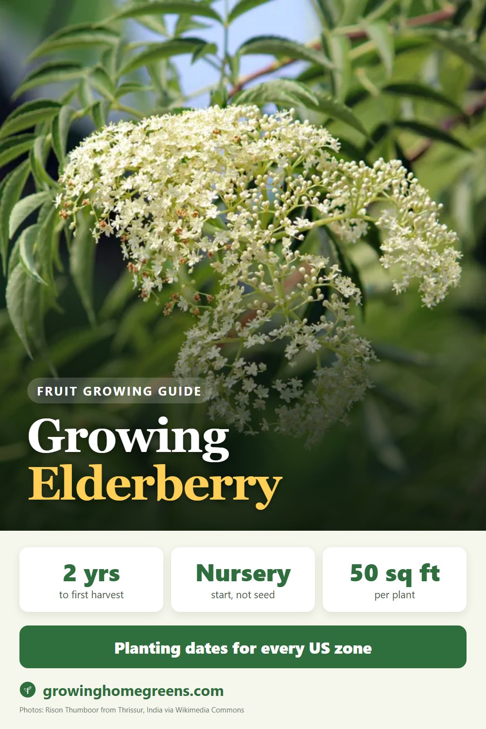 Elderberry: growing guide