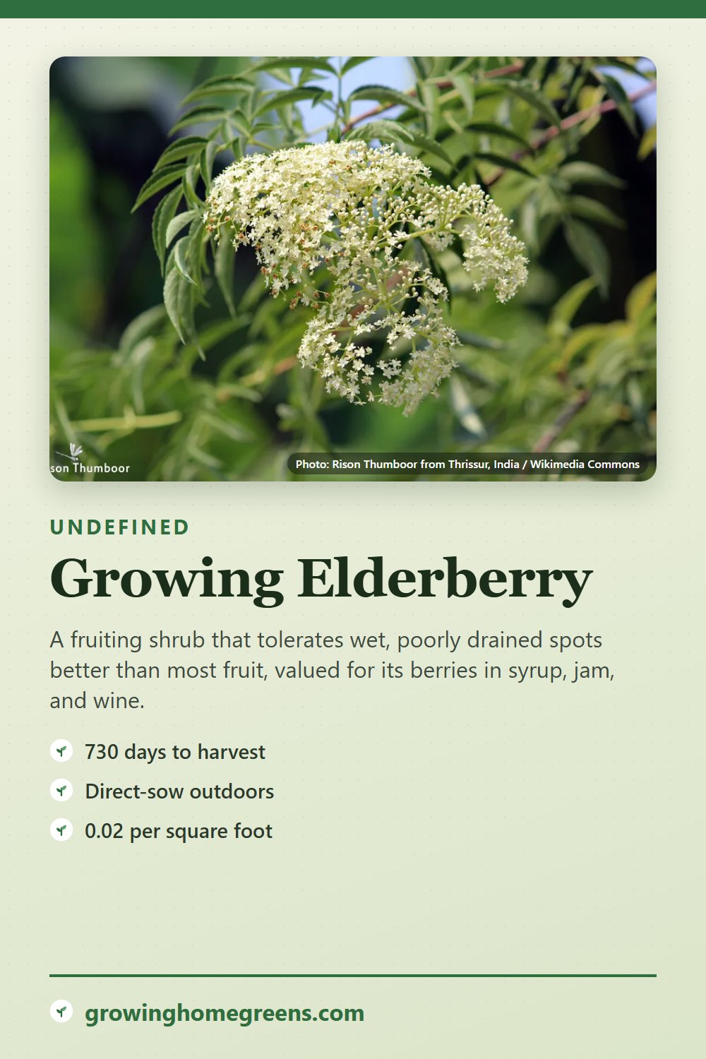 Elderberry: growing guide