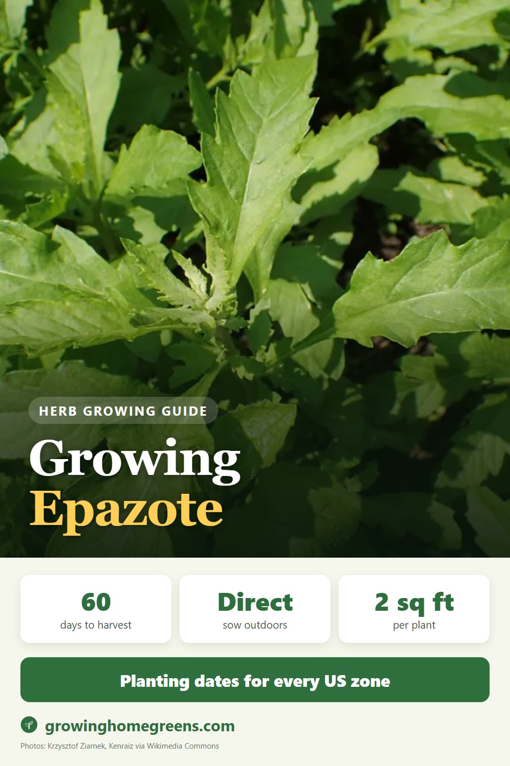 Epazote: growing guide