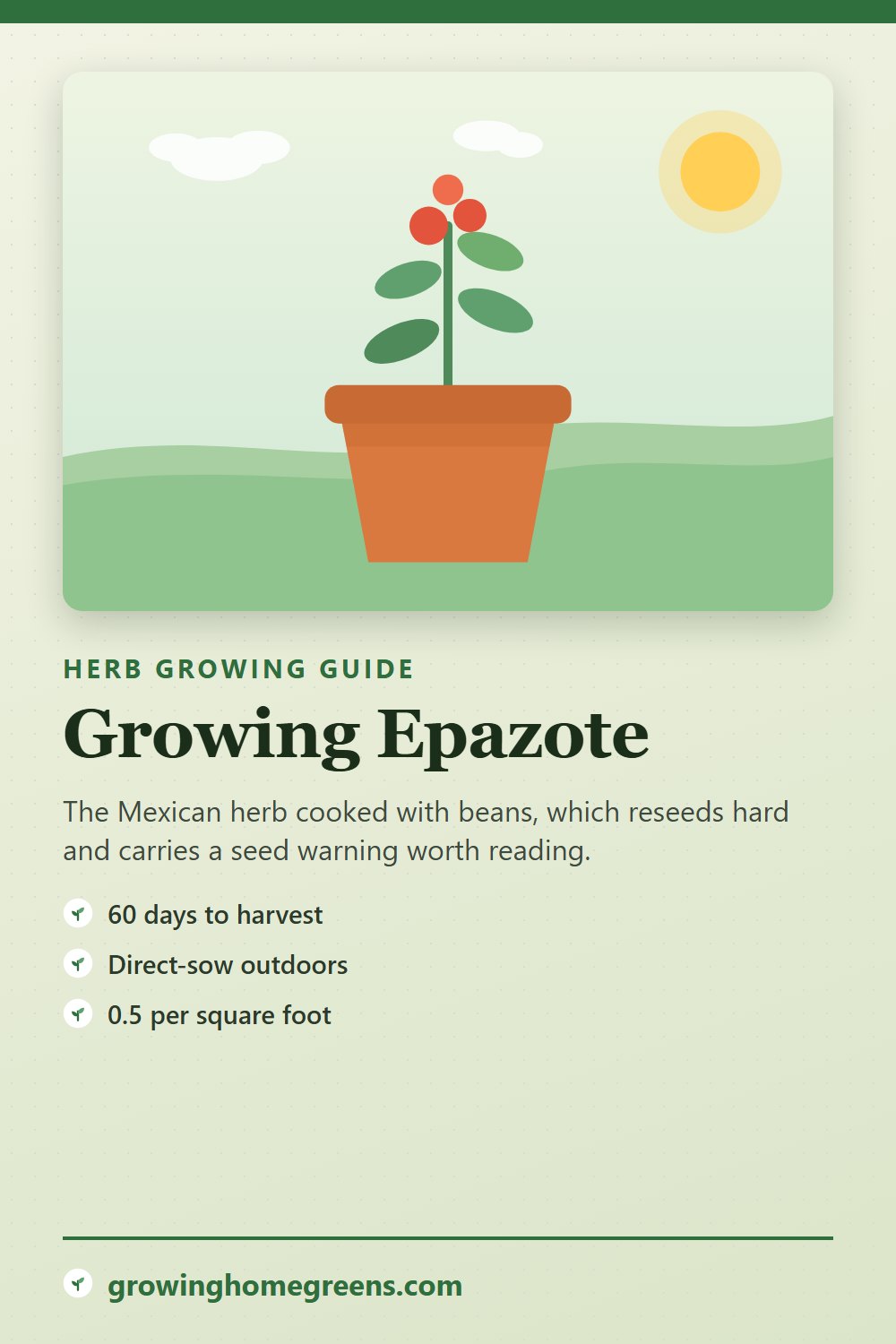 Epazote: growing guide