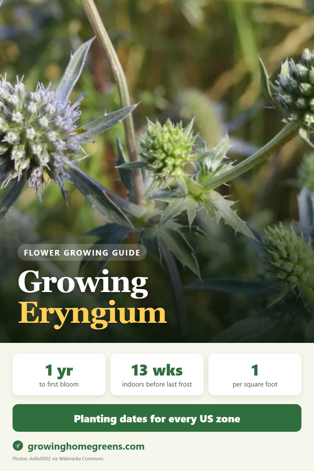 Eryngium (Sea Holly): growing guide