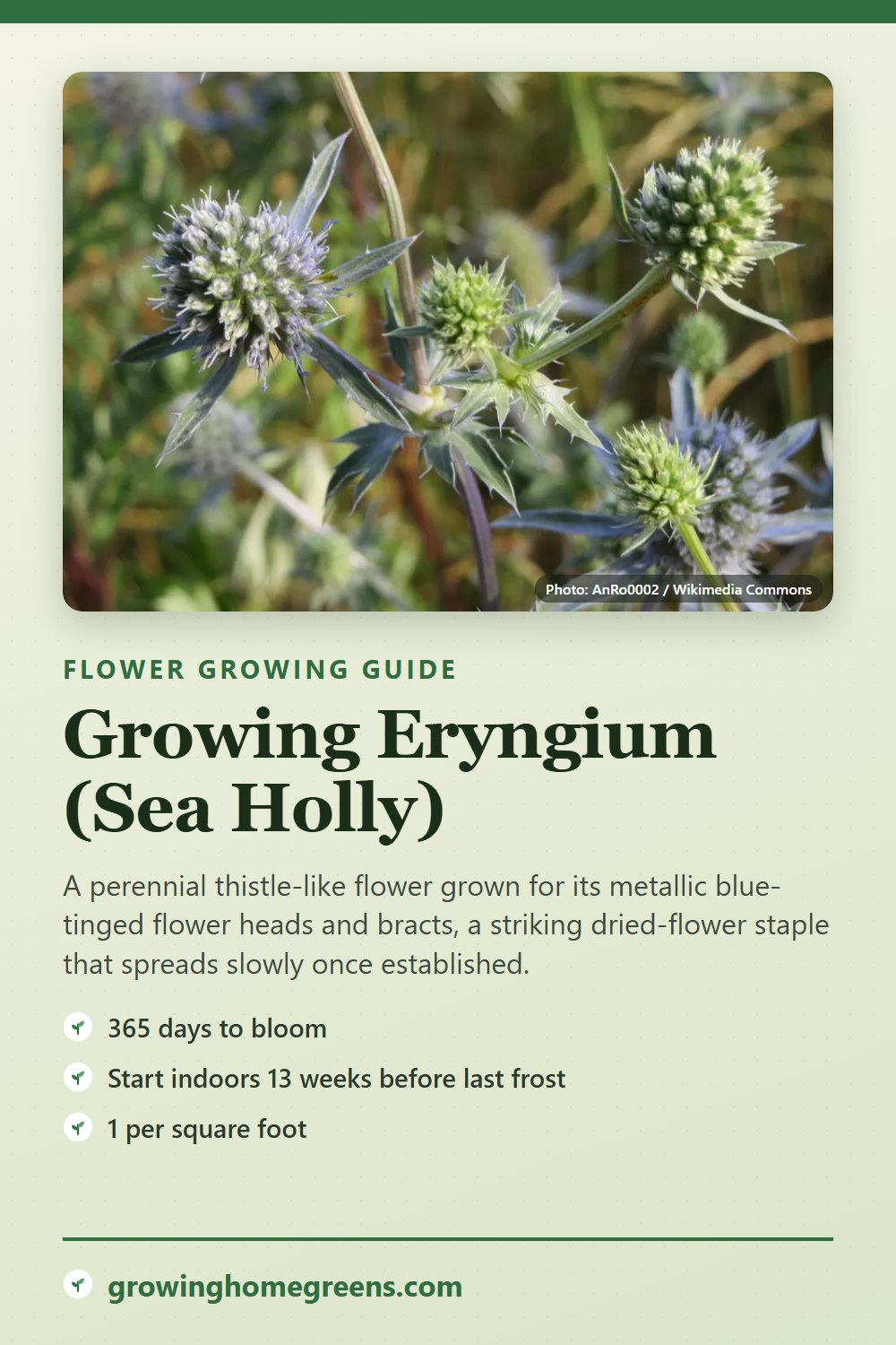 Eryngium (Sea Holly): growing guide
