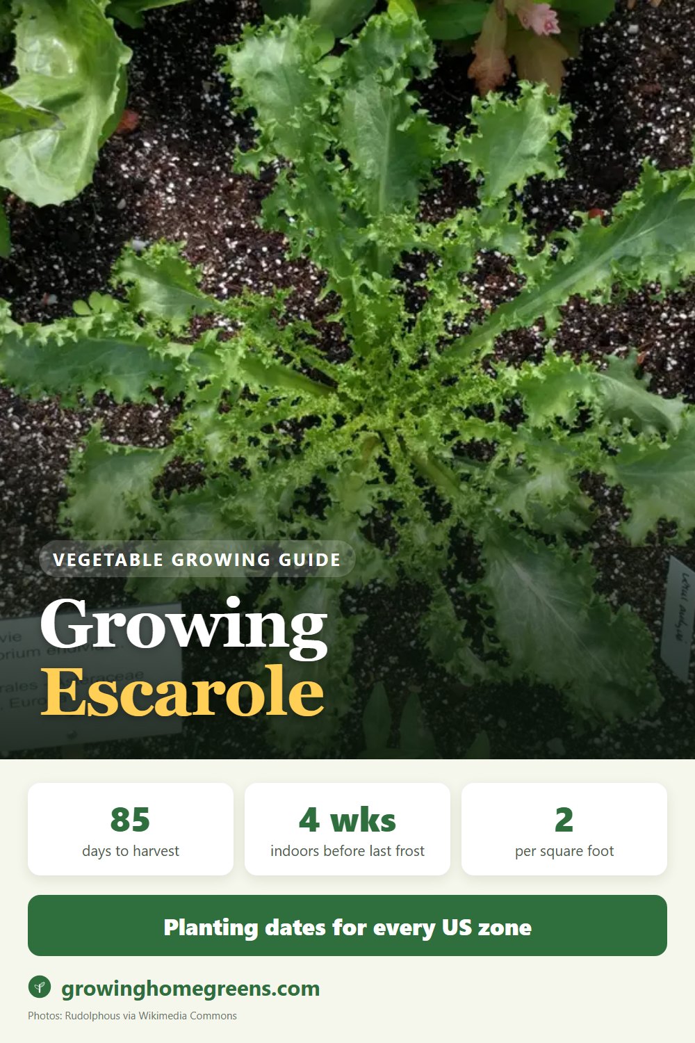 Escarole (Endive): growing guide