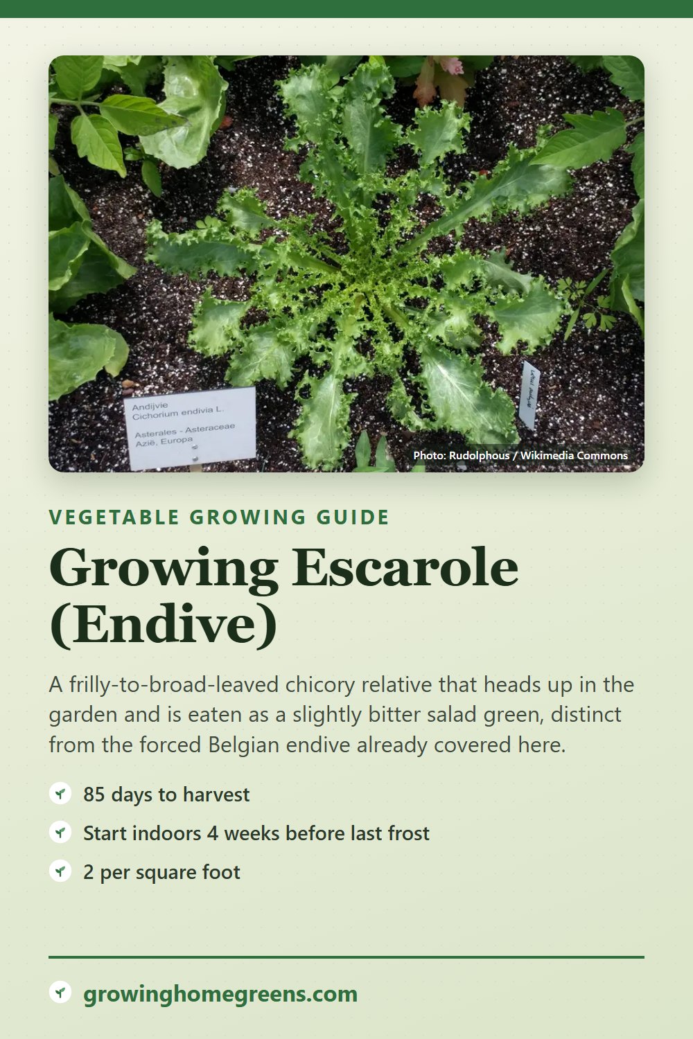 Escarole (Endive): growing guide