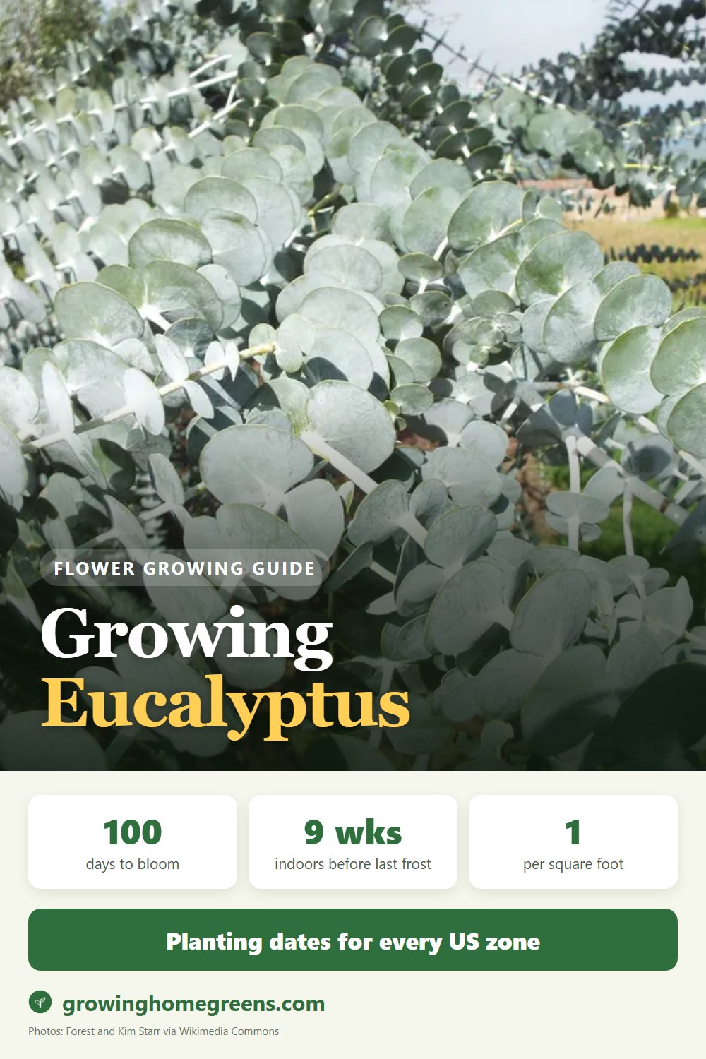 Eucalyptus: growing guide
