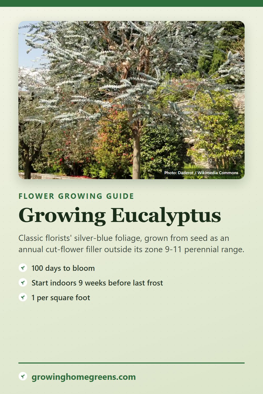Eucalyptus: growing guide