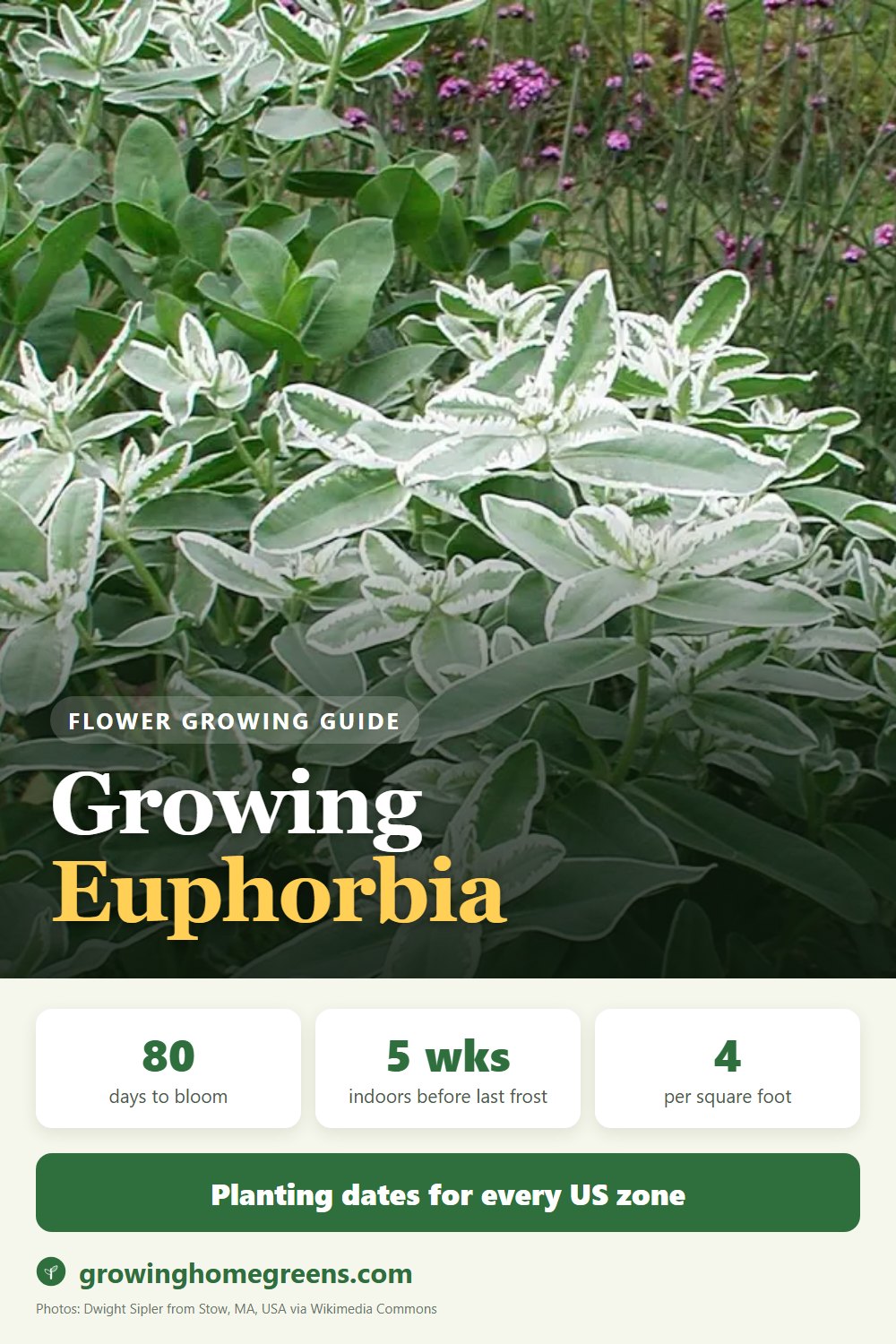Euphorbia (Snow-on-the-Mountain): growing guide