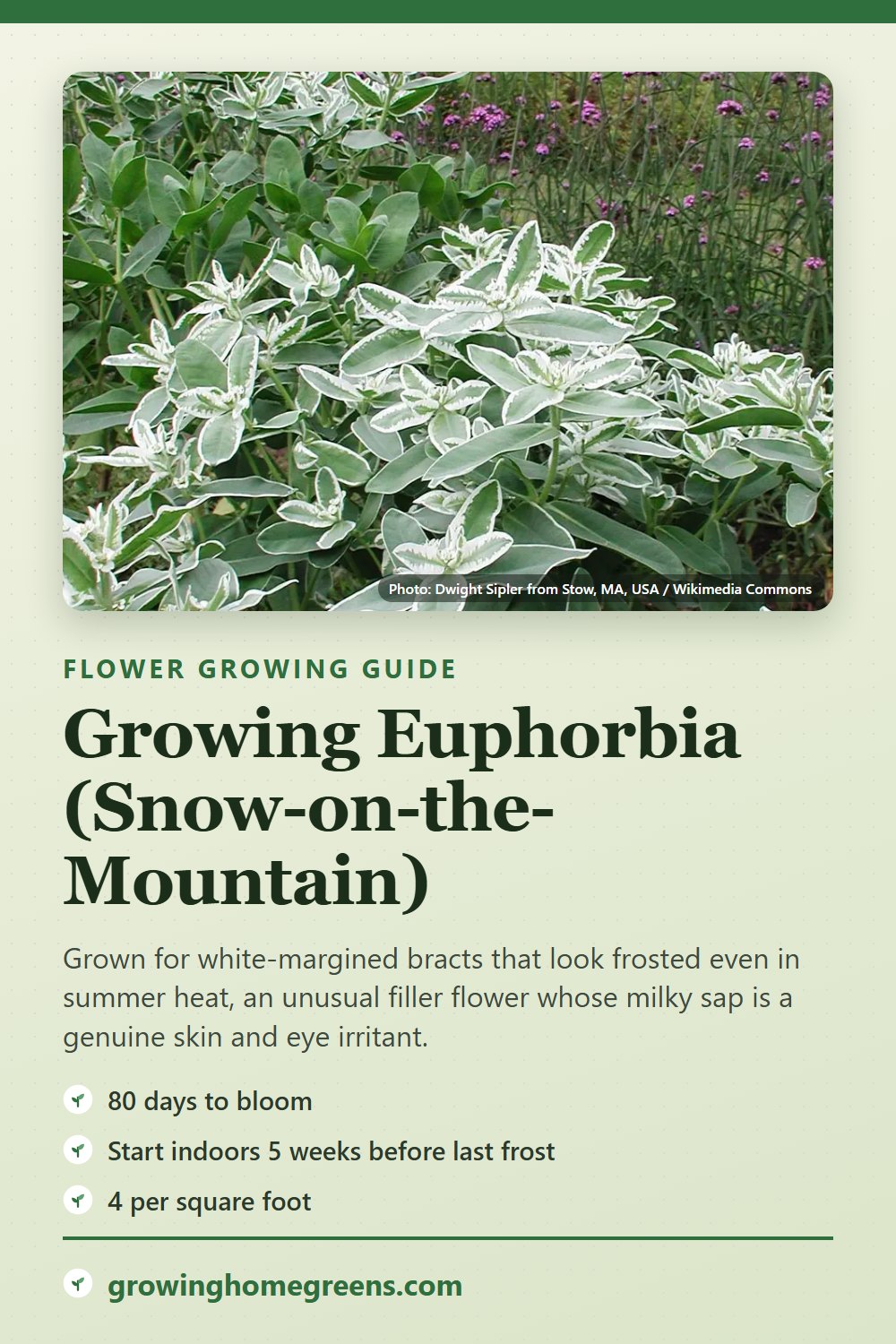 Euphorbia (Snow-on-the-Mountain): growing guide