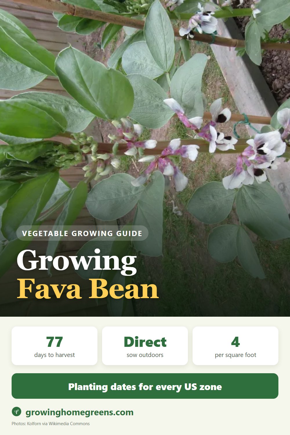 Fava Bean (Broad Bean): growing guide