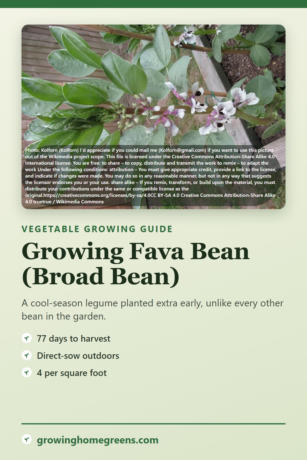 Fava Bean (Broad Bean): growing guide