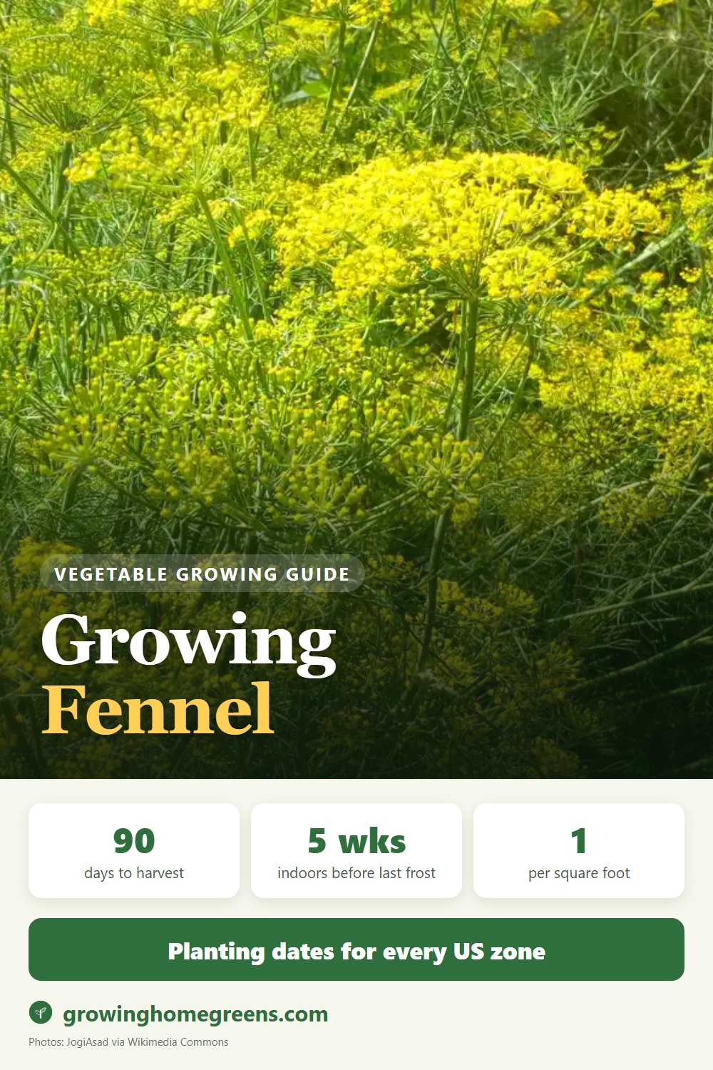 Fennel (Florence/bulbing): growing guide