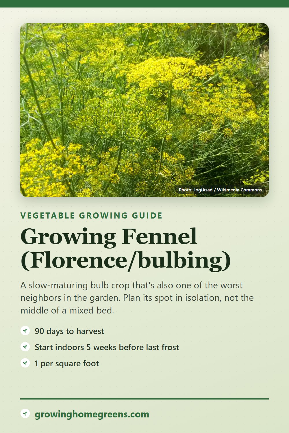 Fennel (Florence/bulbing): growing guide