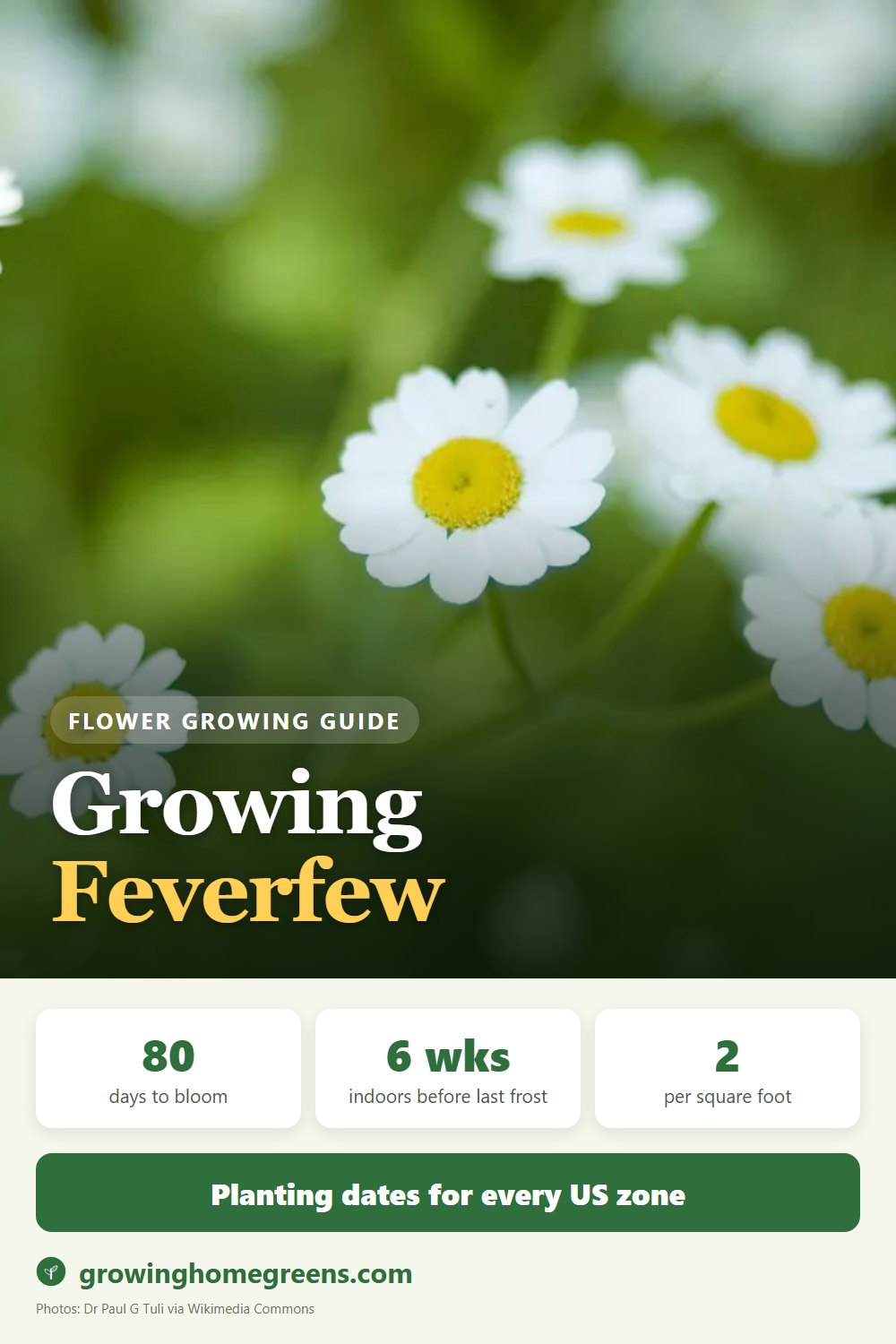 Feverfew: growing guide