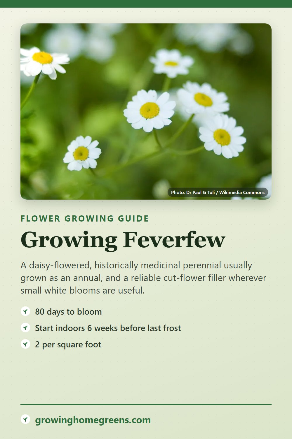 Feverfew: growing guide