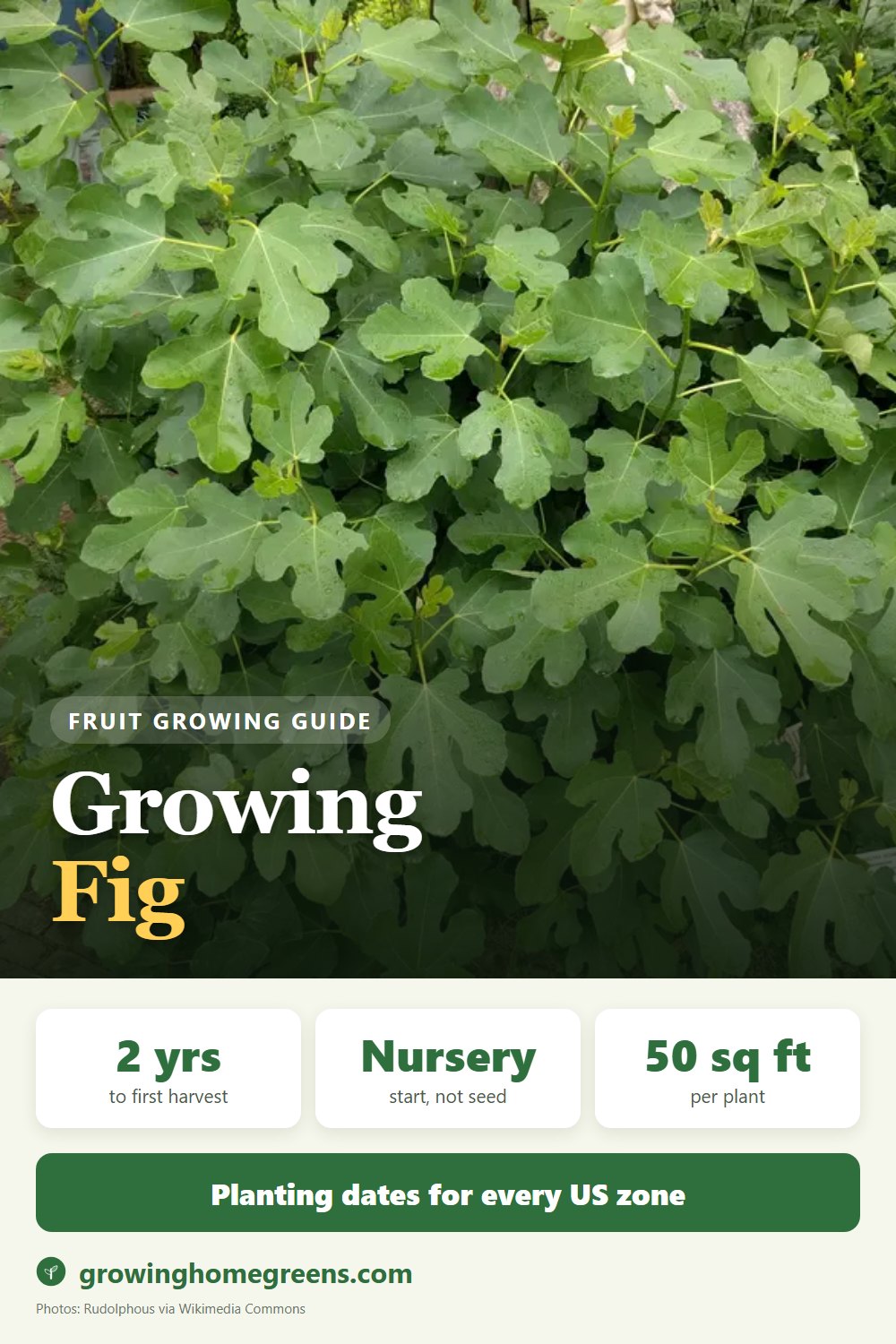 Fig: growing guide