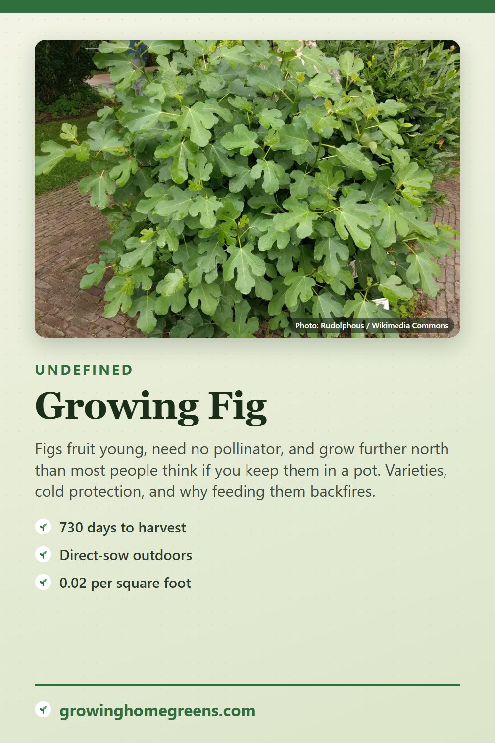 Fig: growing guide