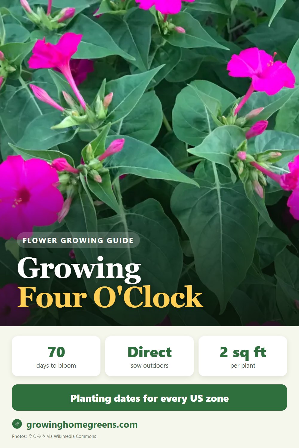 Four O'Clock: growing guide