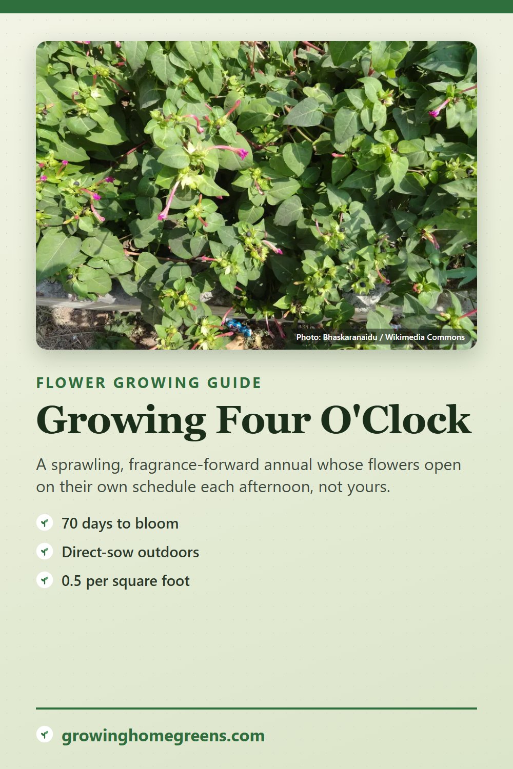 Four O'Clock: growing guide