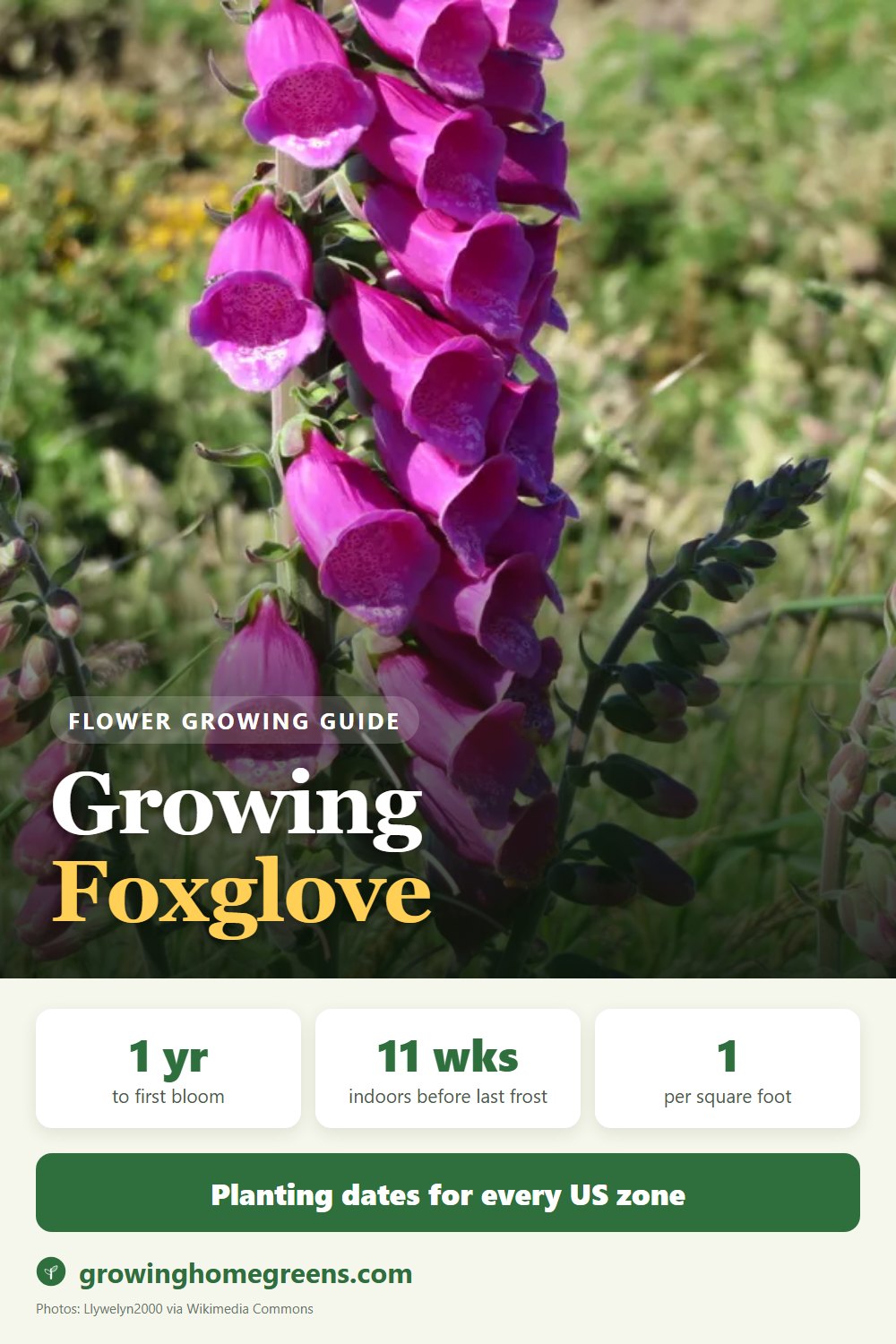 Foxglove: growing guide