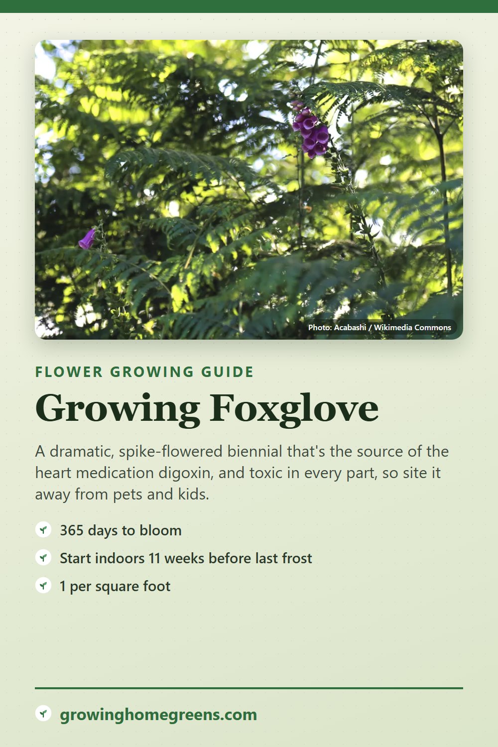 Foxglove: growing guide