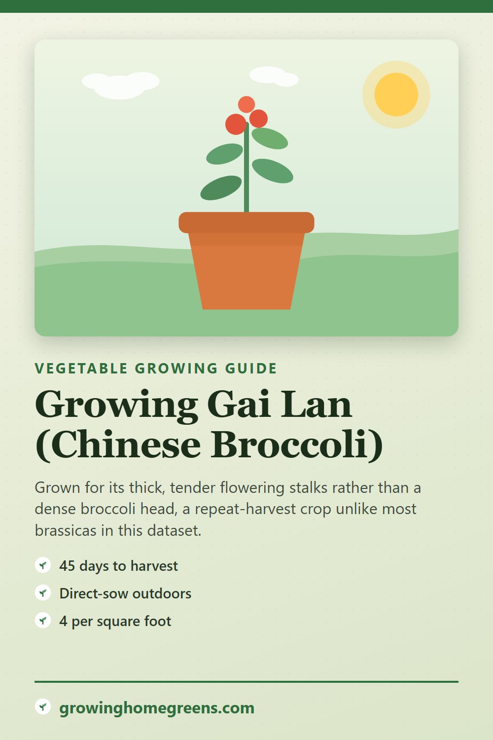 Gai Lan (Chinese Broccoli): growing guide