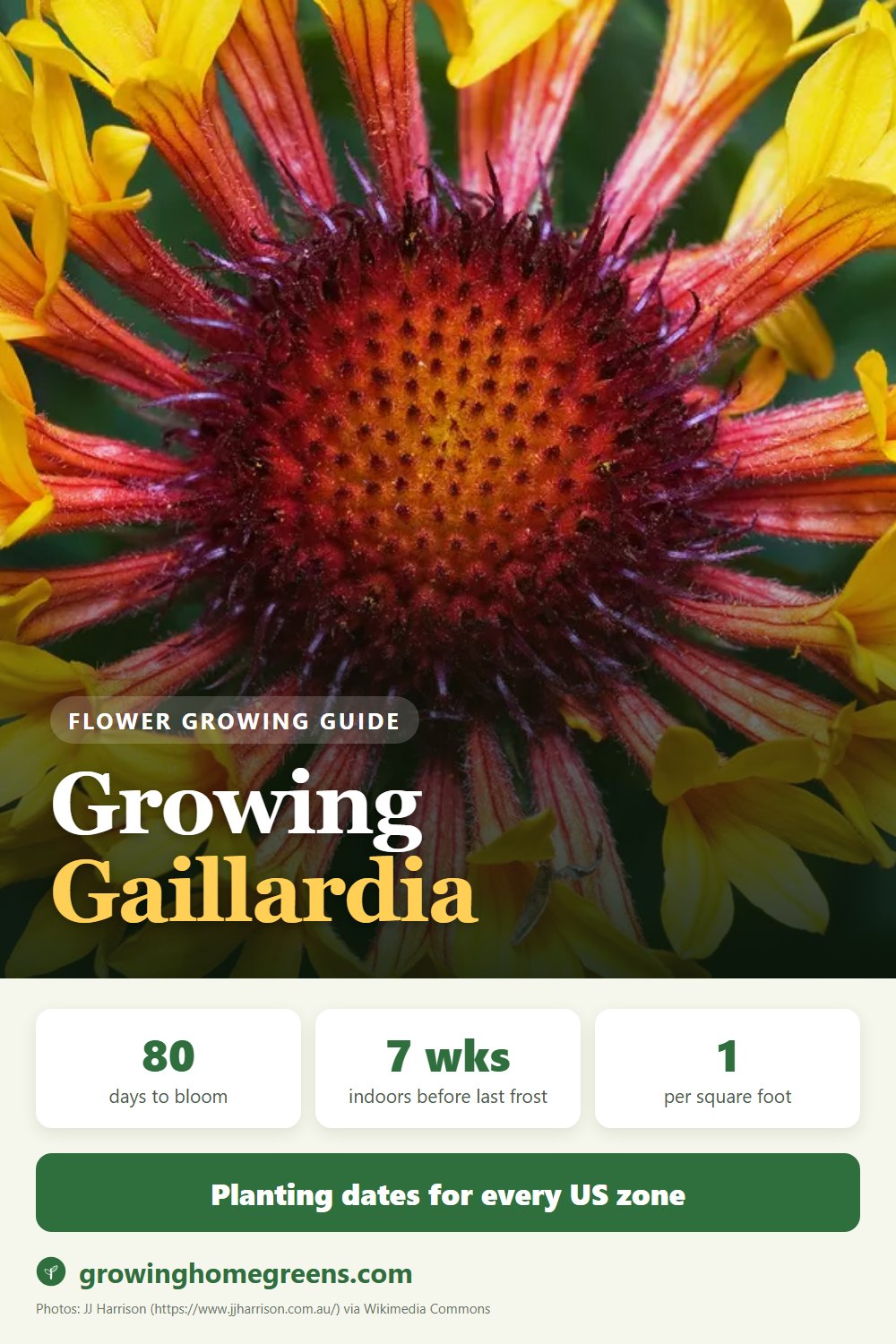 Gaillardia (Blanket Flower): growing guide