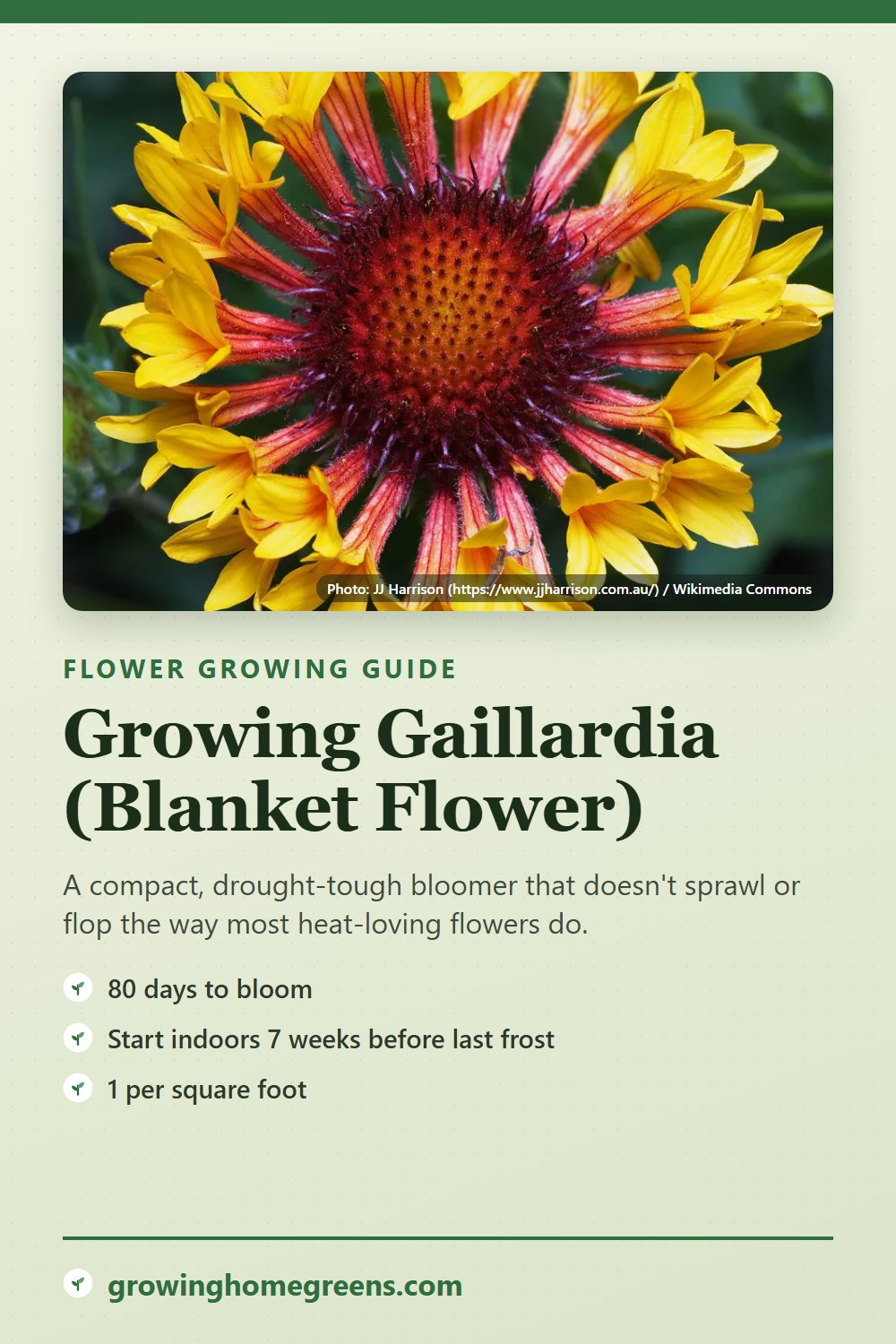 Gaillardia (Blanket Flower): growing guide