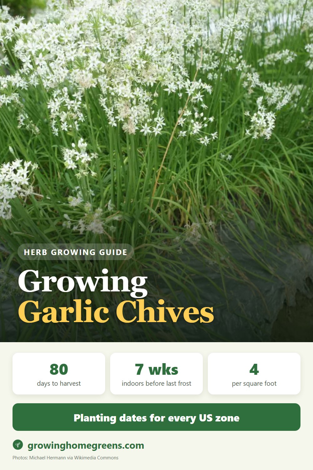 Garlic Chives (Chinese Leeks): growing guide