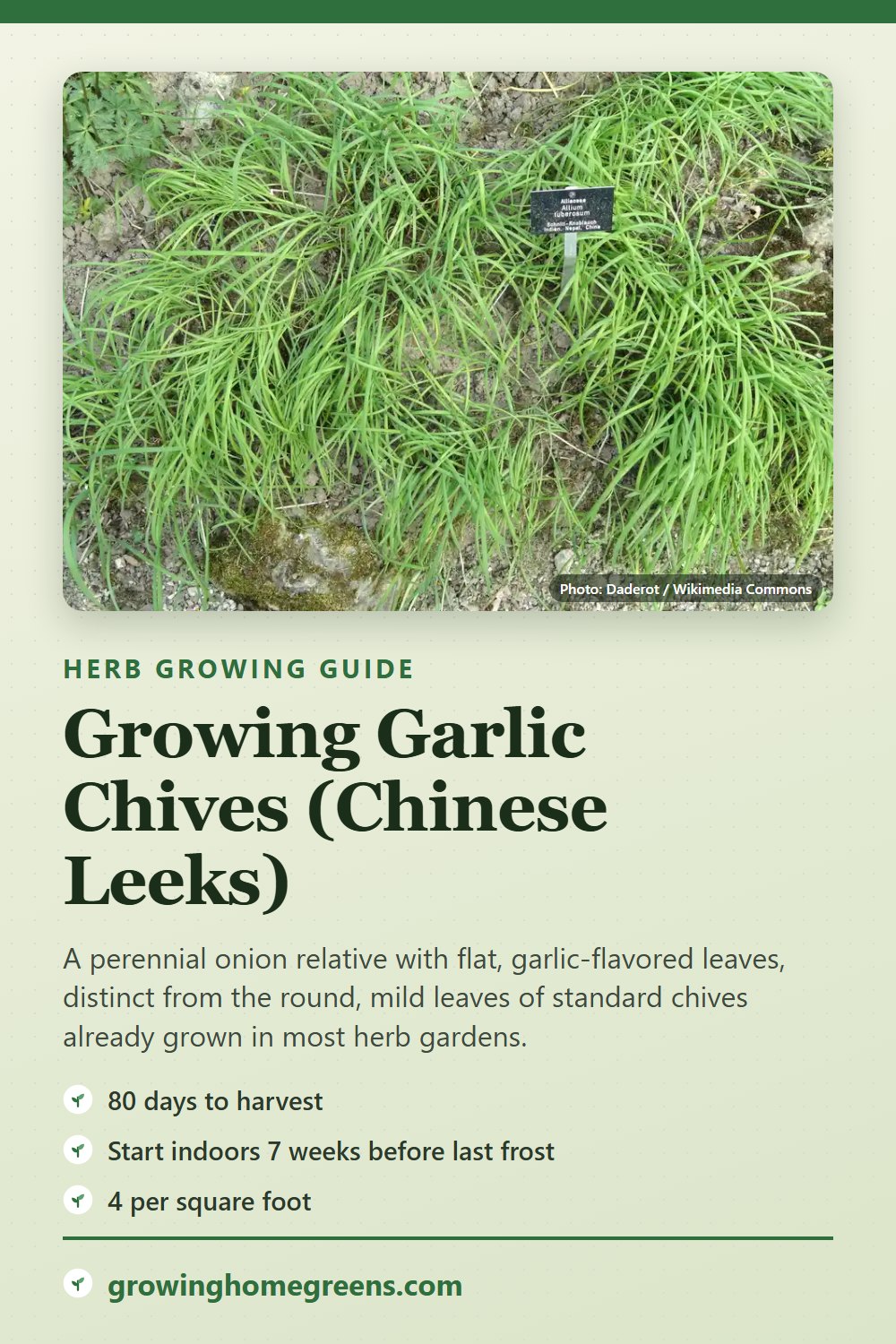 Garlic Chives (Chinese Leeks): growing guide