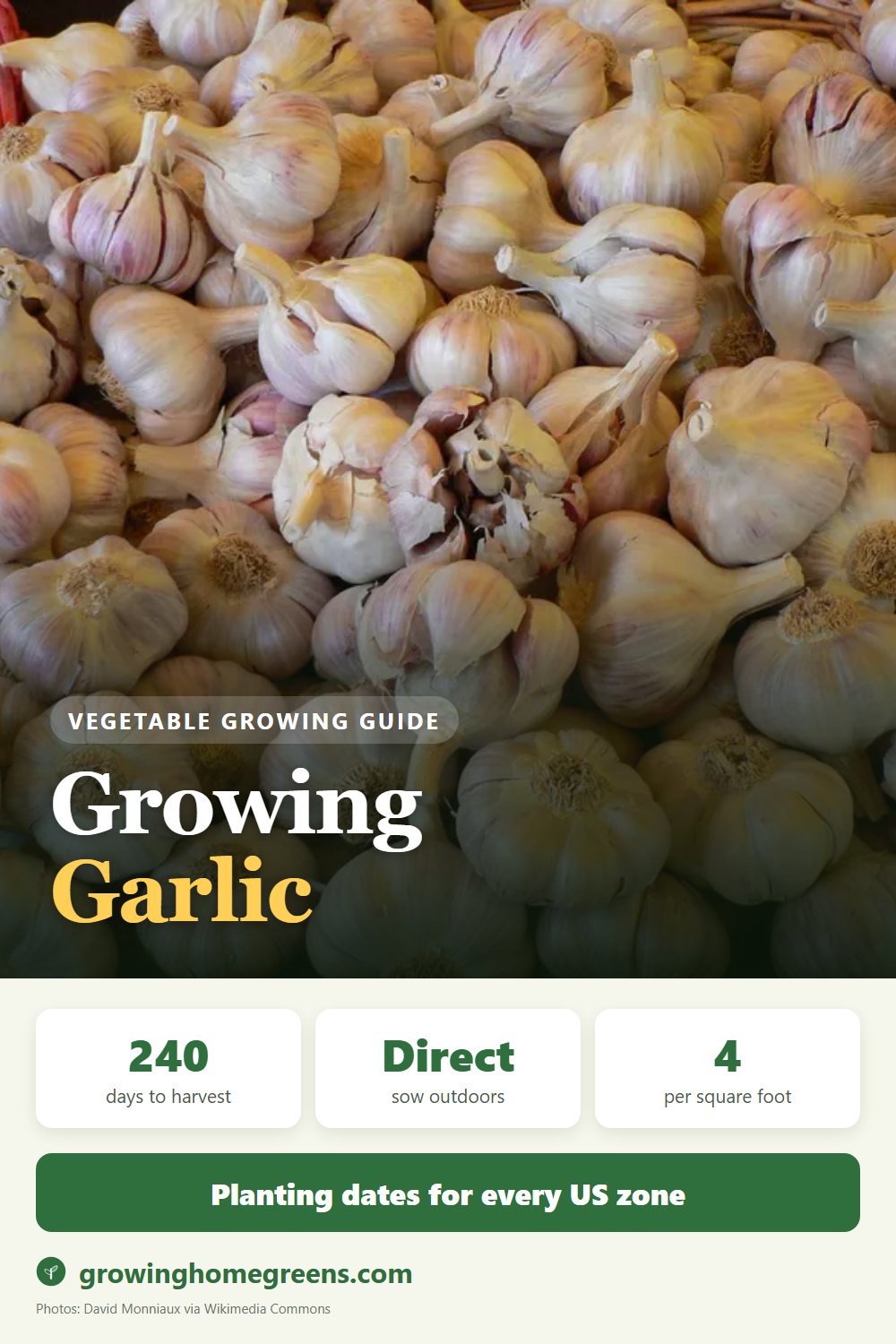 Garlic: growing guide