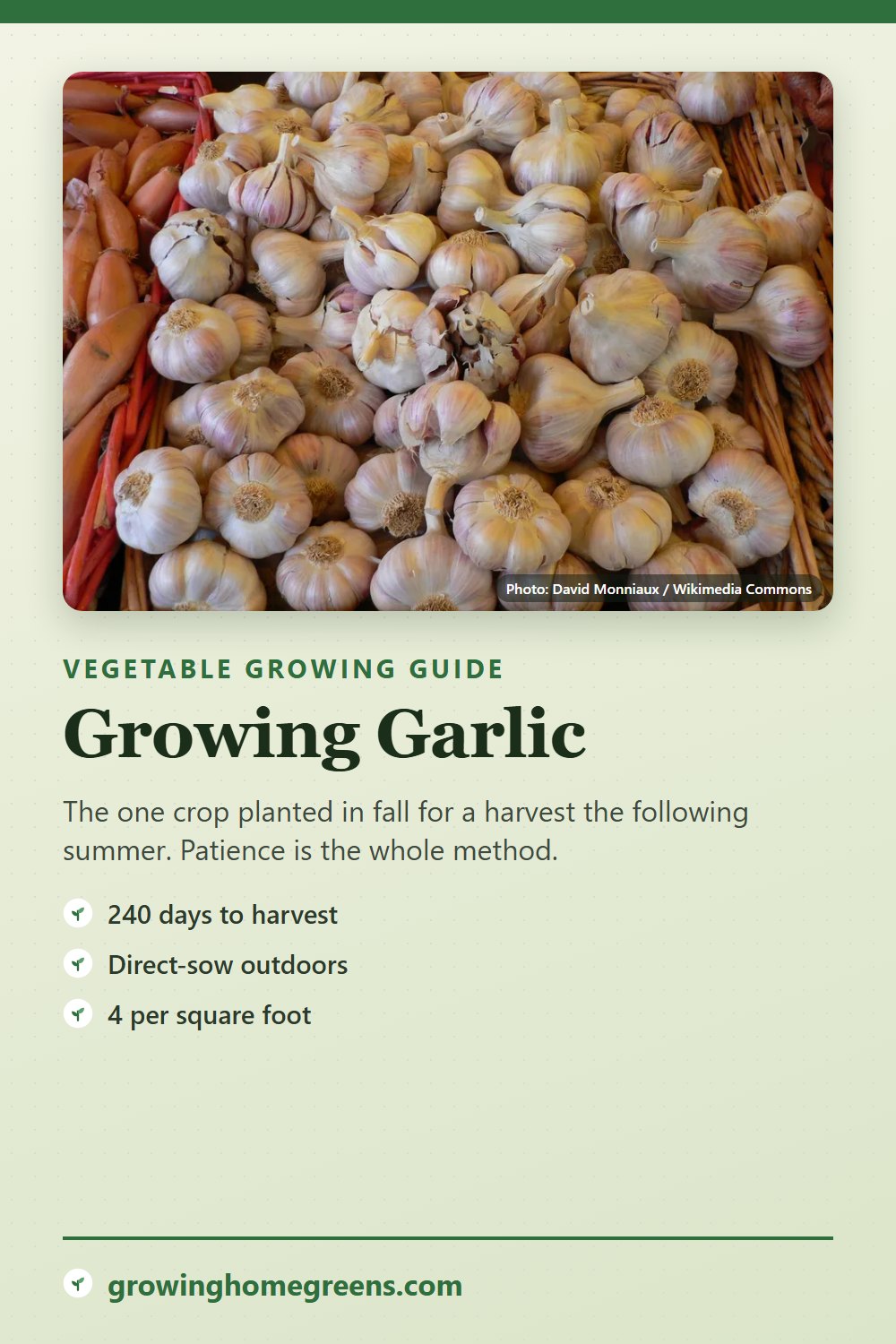 Garlic: growing guide
