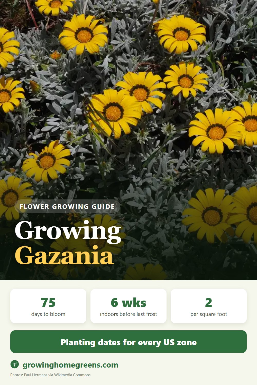 Gazania: growing guide