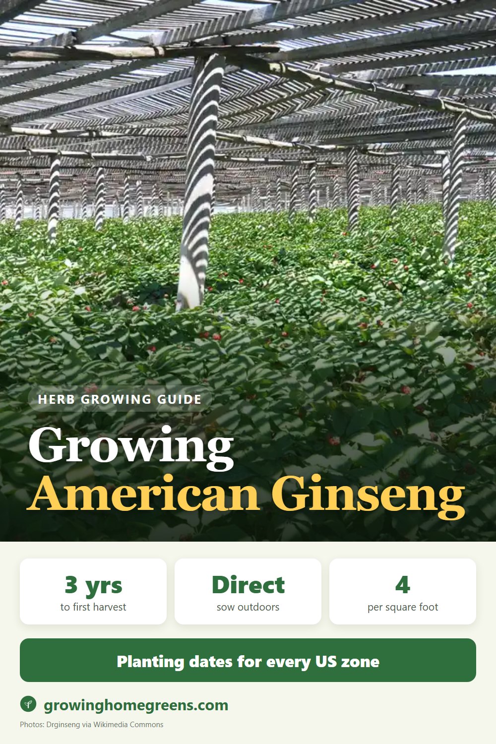 American Ginseng: growing guide