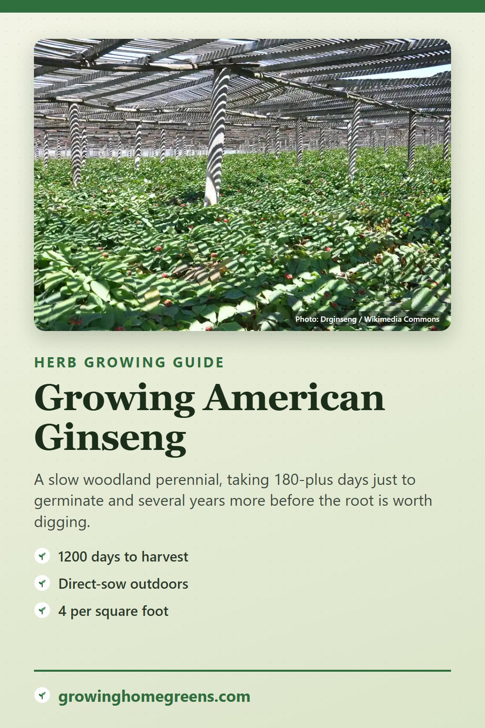 American Ginseng: growing guide