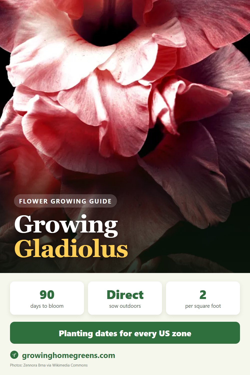 Gladiolus: growing guide