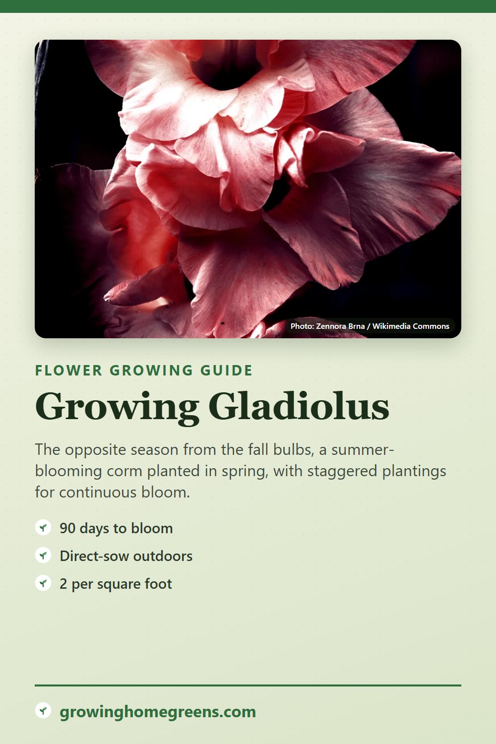 Gladiolus: growing guide