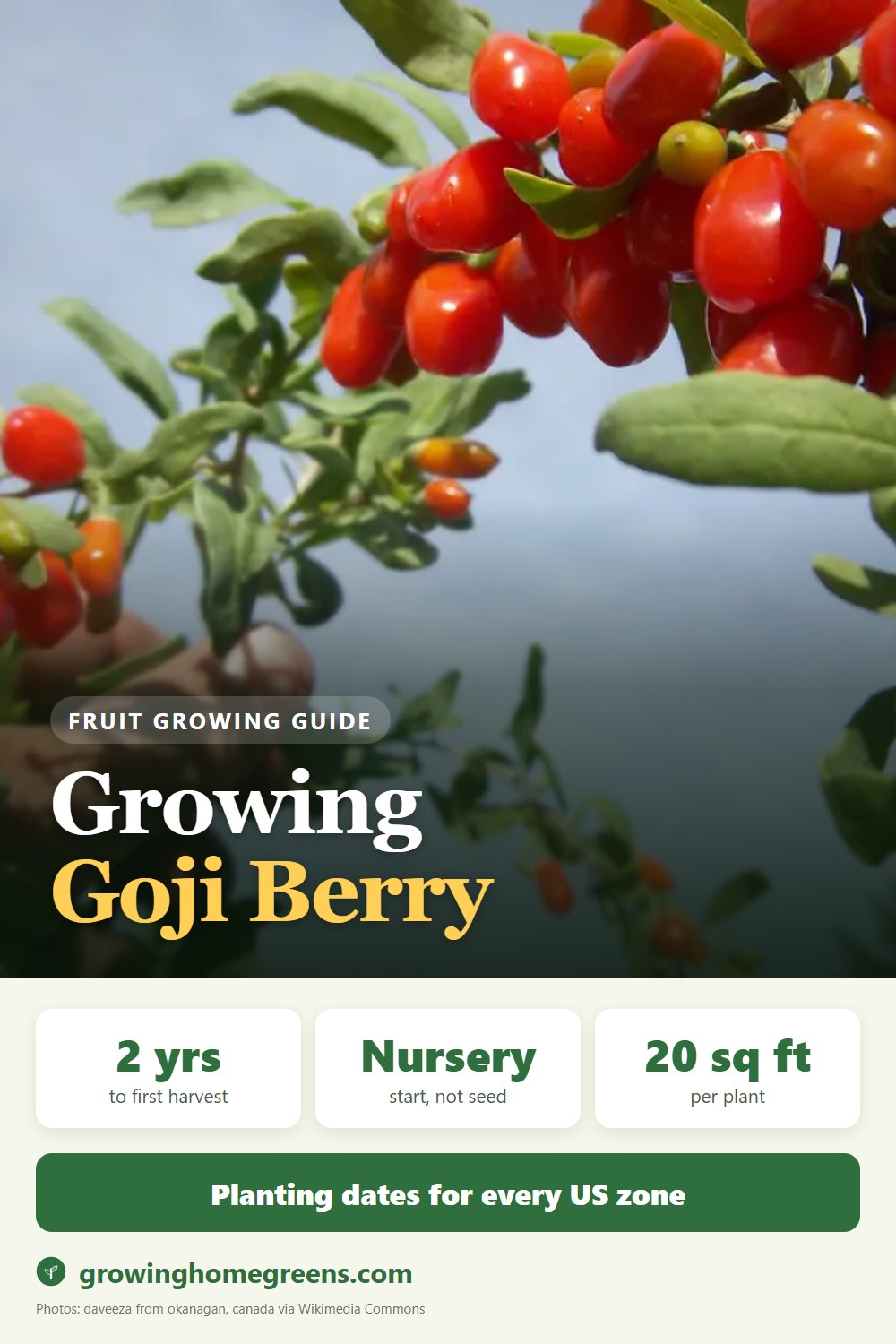 Goji Berry: growing guide