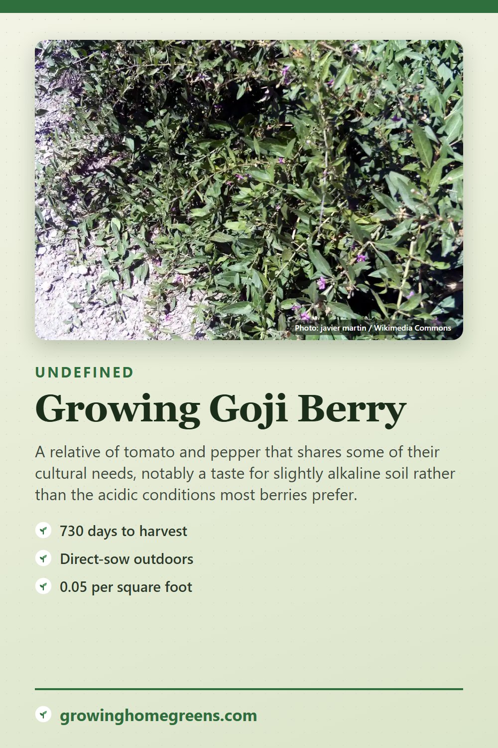 Goji Berry: growing guide