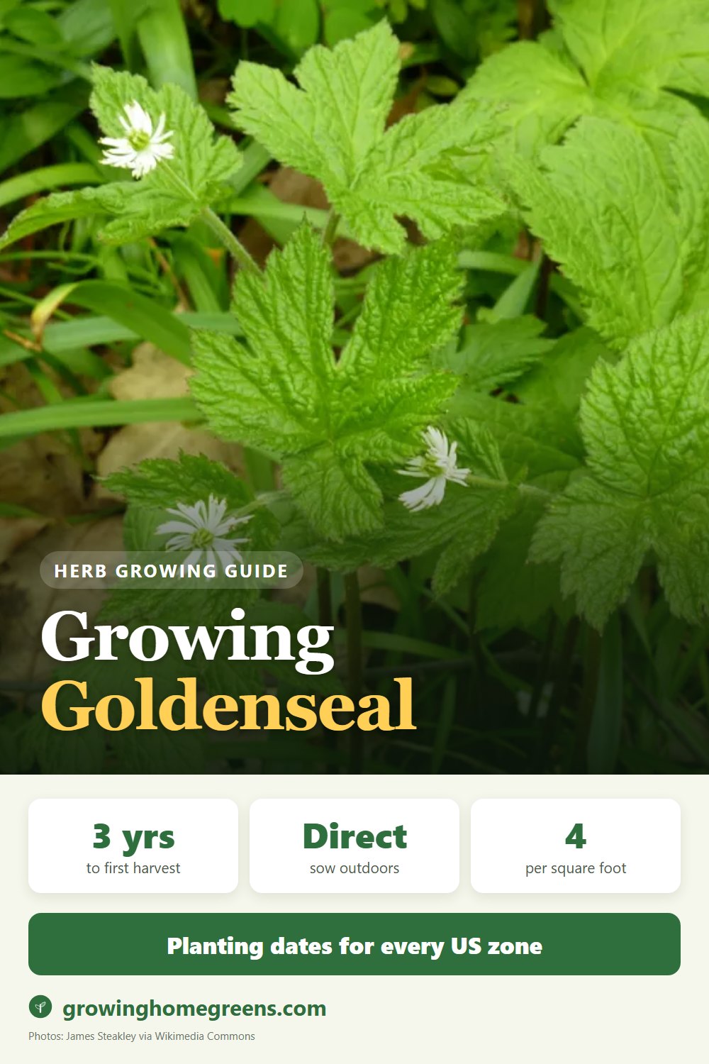 Goldenseal: growing guide