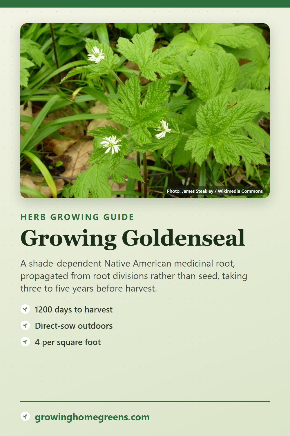 Goldenseal: growing guide