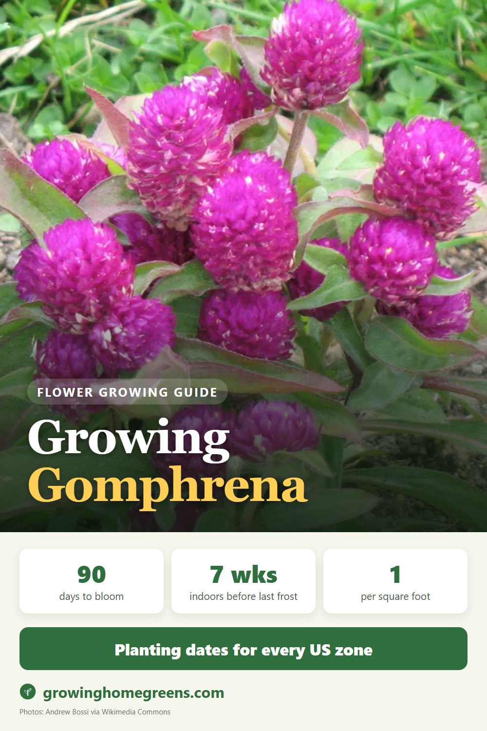 Gomphrena (Globe Amaranth): growing guide