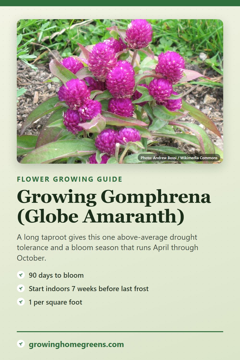 Gomphrena (Globe Amaranth): growing guide