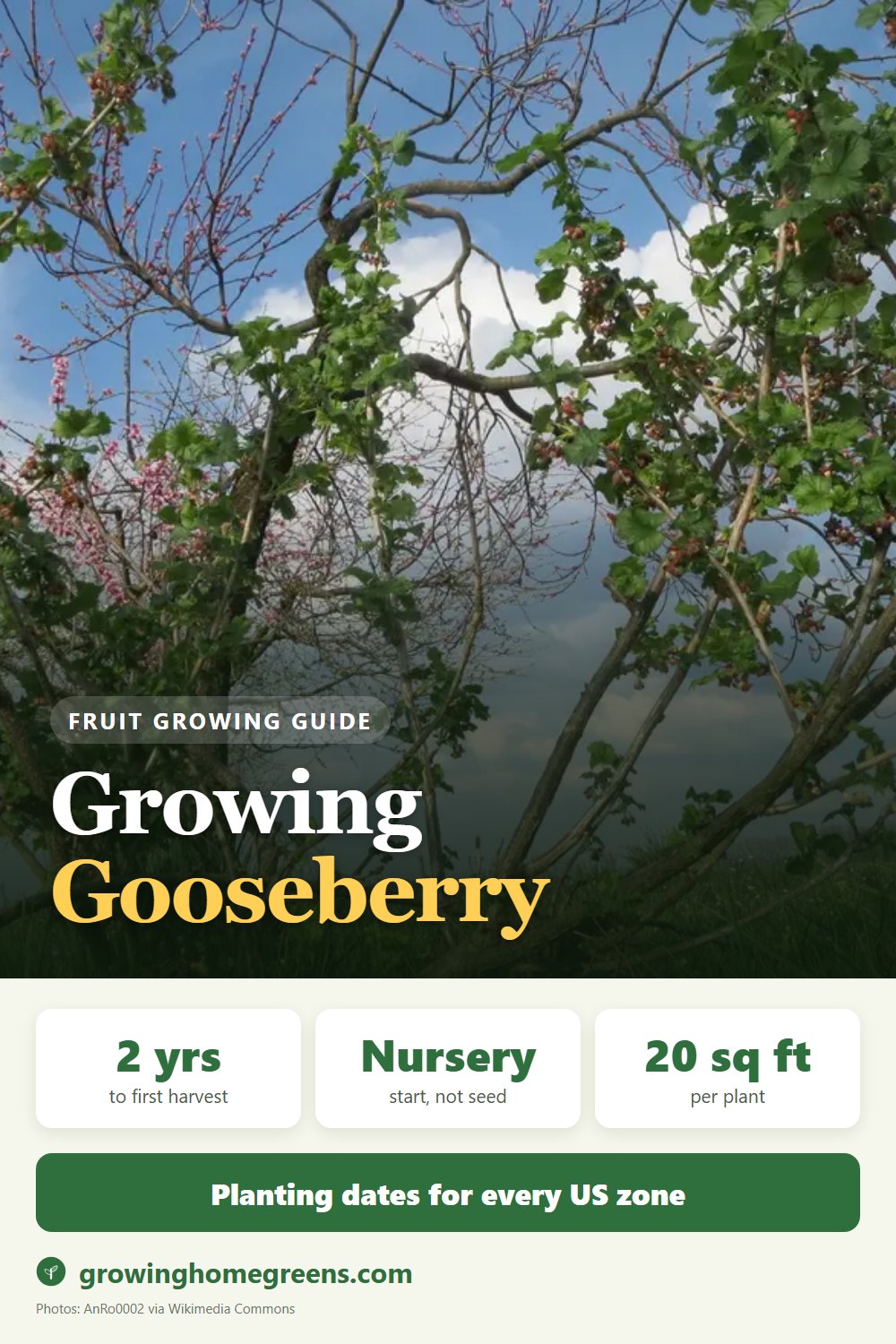 Gooseberry: growing guide