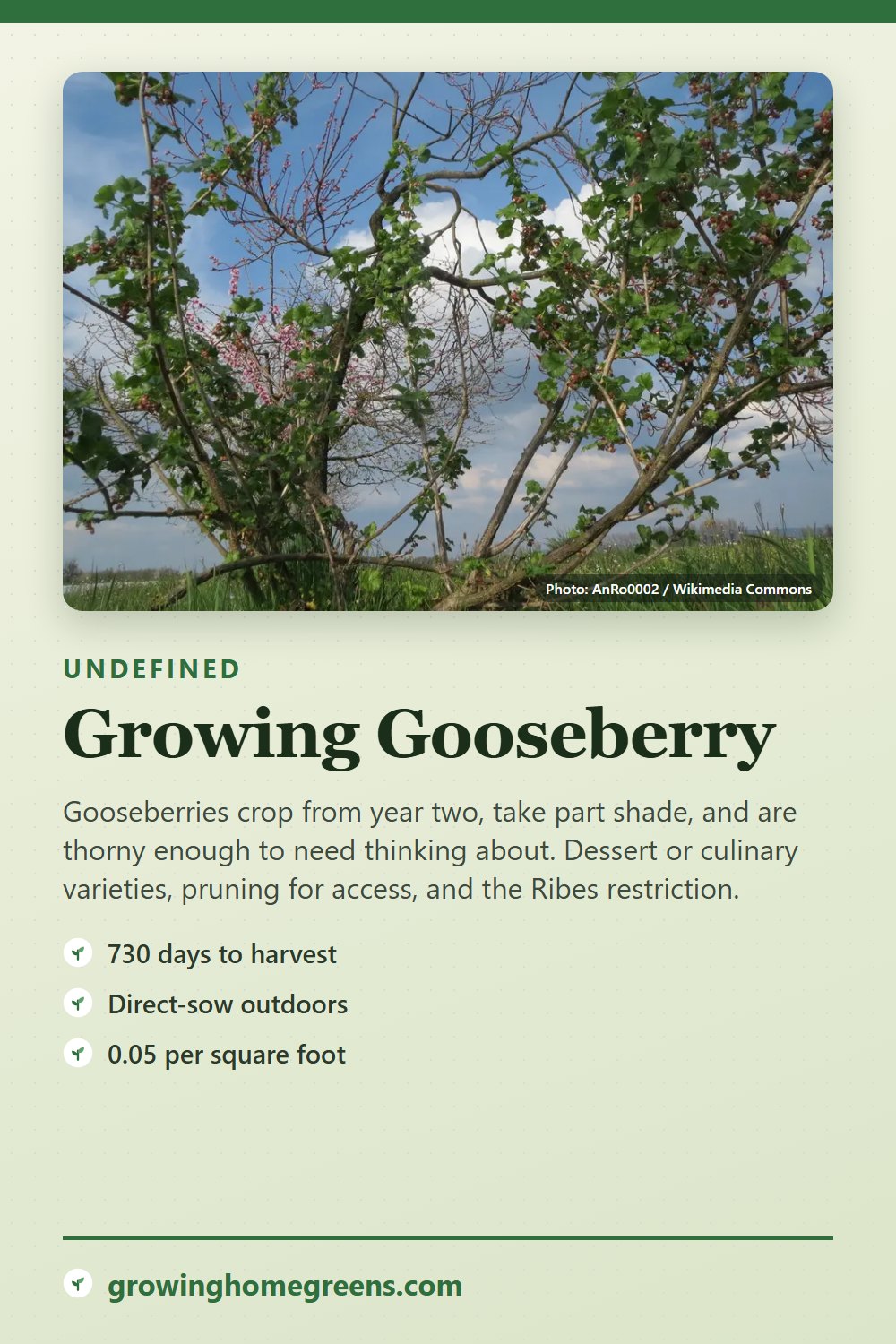 Gooseberry: growing guide
