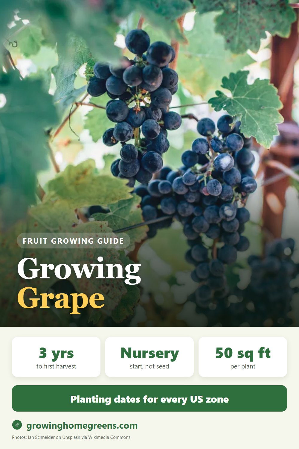 Grape: growing guide
